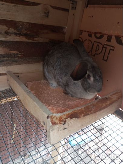 Кролик беременная