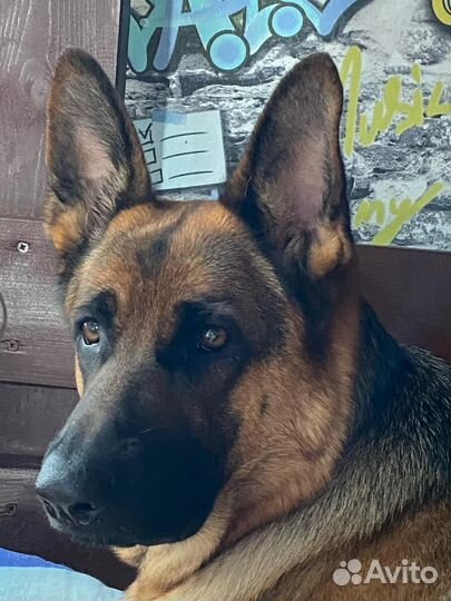 Немецкая овчарка