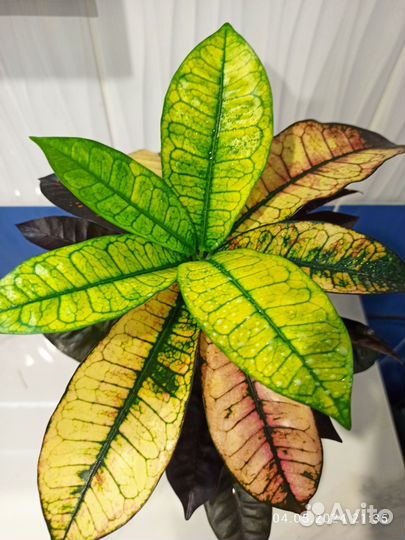 Кротон миссис айстон