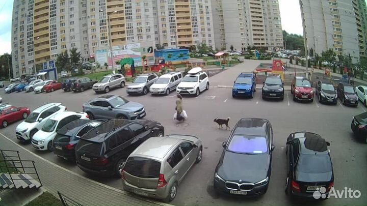 Найдена собака