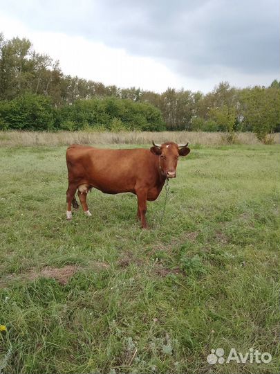 Корова стельная дойная