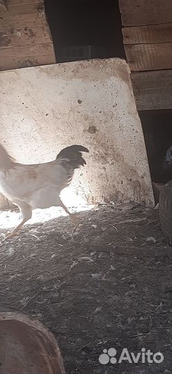 Молодые петушки