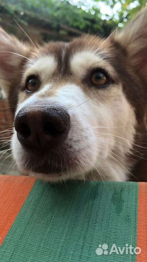 Чудная собака ищет дом