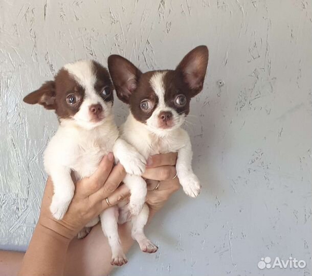 Мини мальчики Чихуахуа