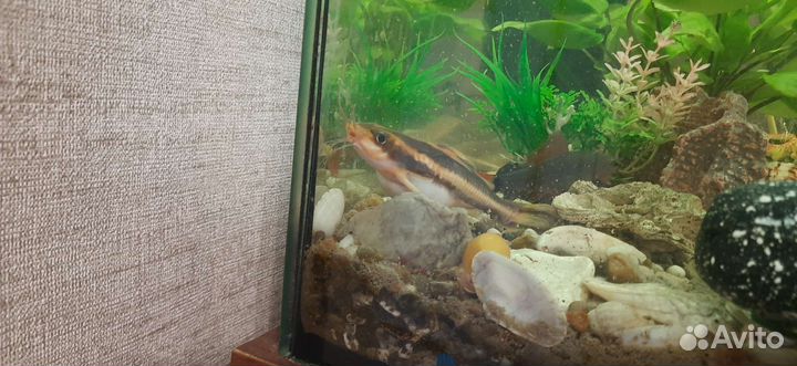 Сом платидорас