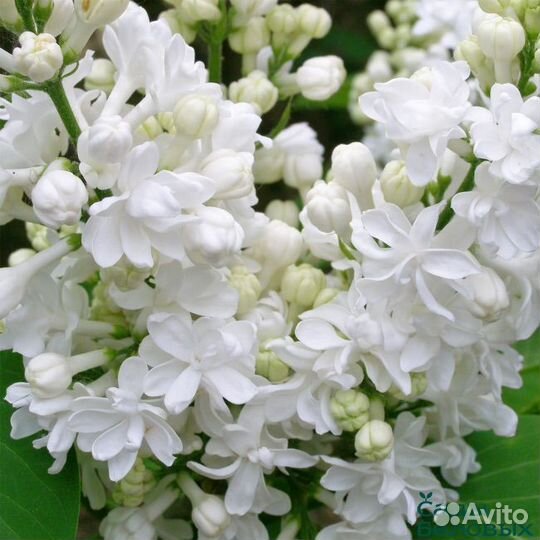 Сирень сортовая саженцы