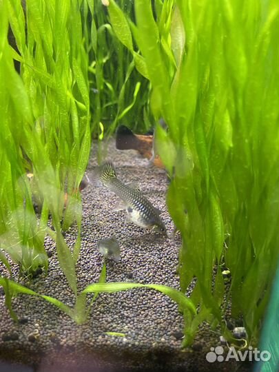 Гуппи самки