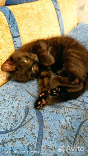 Котёнок девочка в добрые руки