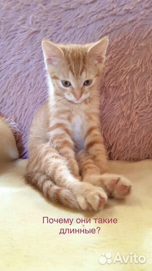 Рыжий Котенок в добрые руки