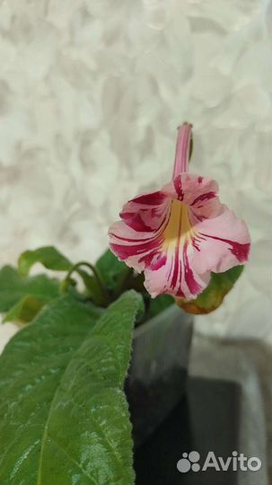 Стрептокарпусы детки