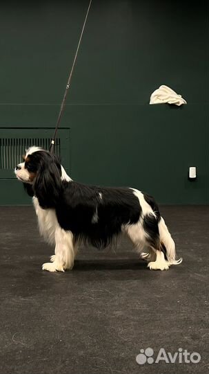 Породный груминг кавалер кинг чарльз спаниель