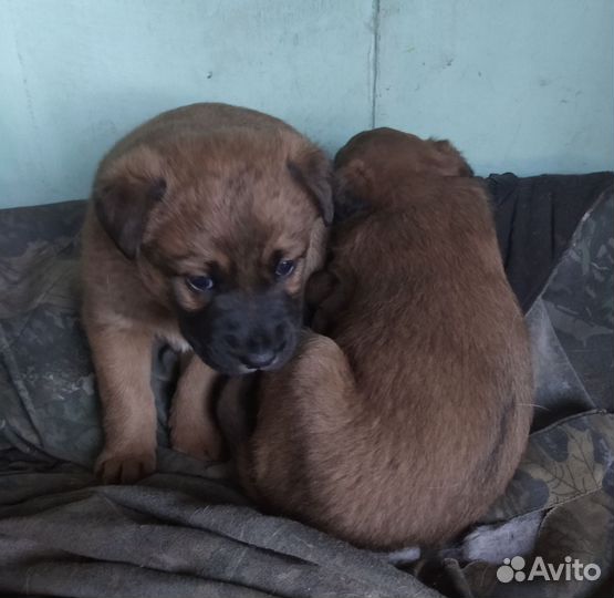 Щенок в добрые руки бесплатно, мальчик и девочка