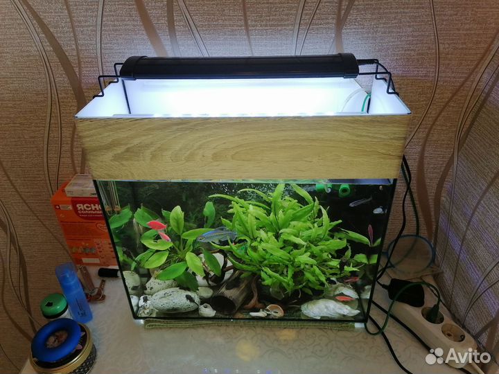 Аквариум с рыбами