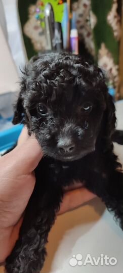 Кврликовый пудель