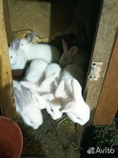 Крольчата