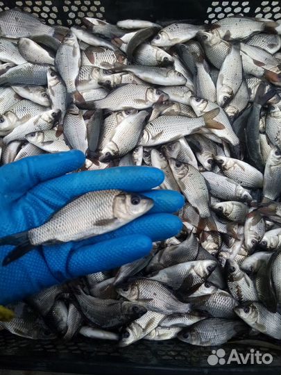 Зарыбление личинка малек карп живая рыба