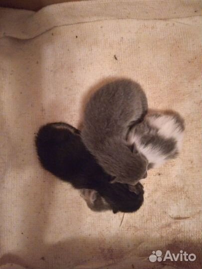 Котята в добрые руки