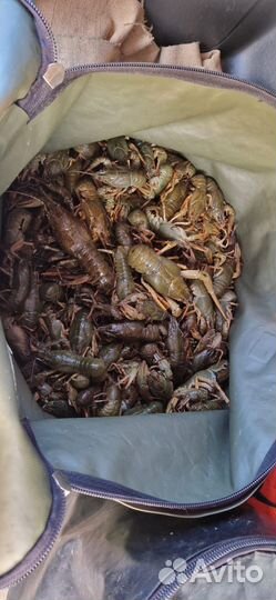 Продам живые раки