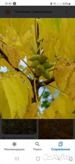 Саженцы маньчжуского ореха