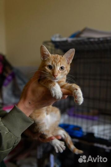 Рыжий котенок девочка