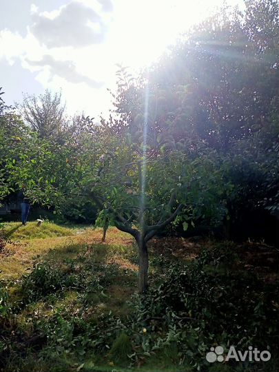 Обрезка плодовых деревьев