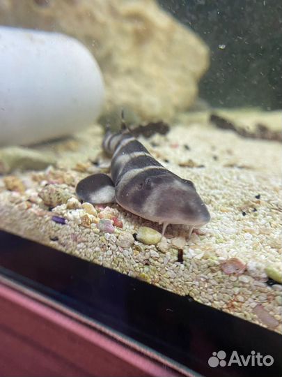 Кошачьи акулы