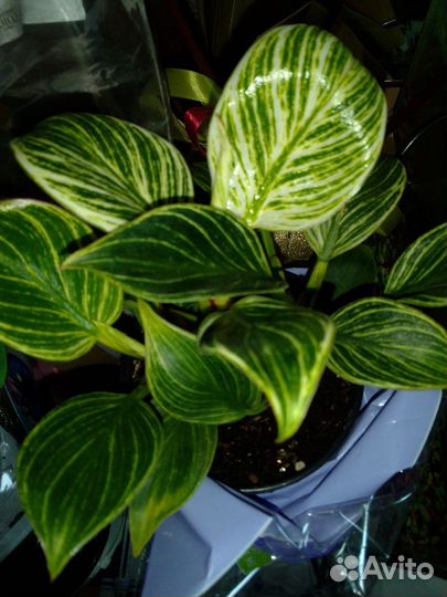 Филодендрон Биркин