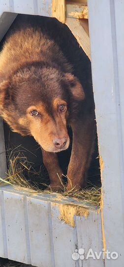 Ищет добрый дом красивая собака