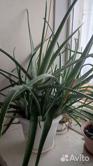 Алоэ лечебный 3 летний