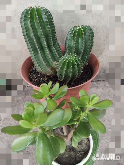 Кактусы и суккуленты