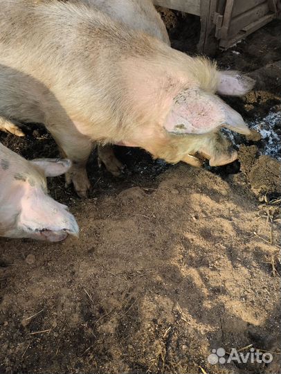 Хряк-производитель