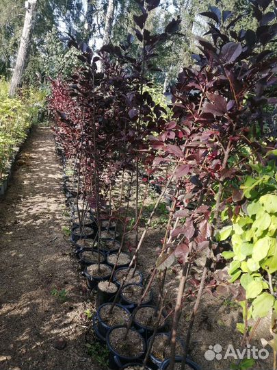 Черемуха краснолистная