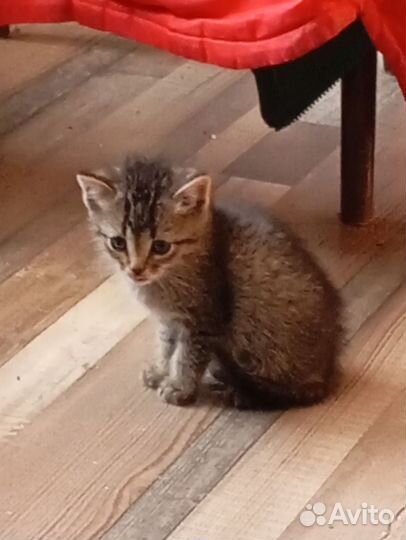 Котенок в добрые руки мальчик