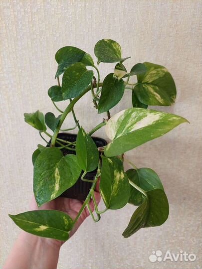 Эпипремнум Золотистый