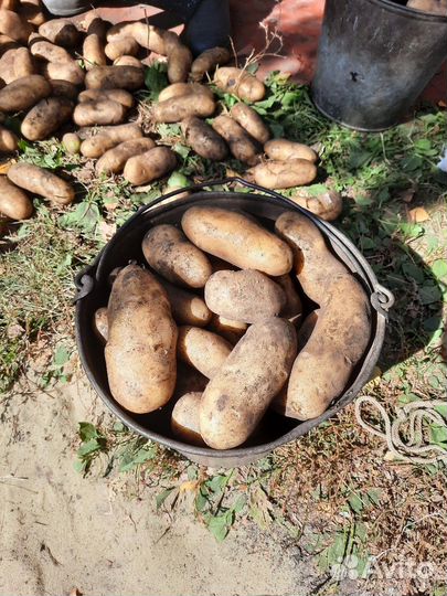 Картошка продажа