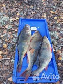 Рабалка в Карелии