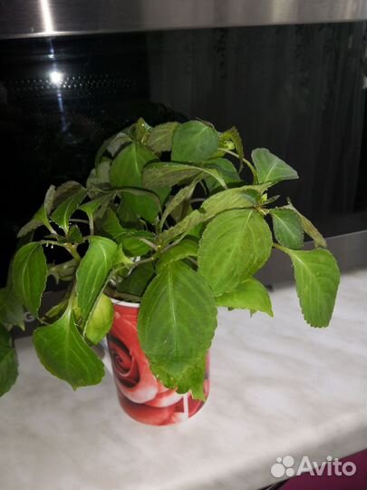 Бальзамин ванька мокрый