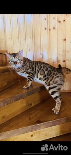 Бенгальский кот вязка
