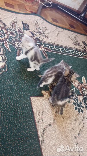 Кошка в дар