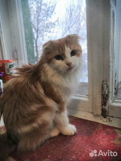 Кот