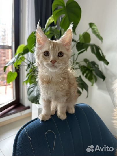 Котята мейн-кун