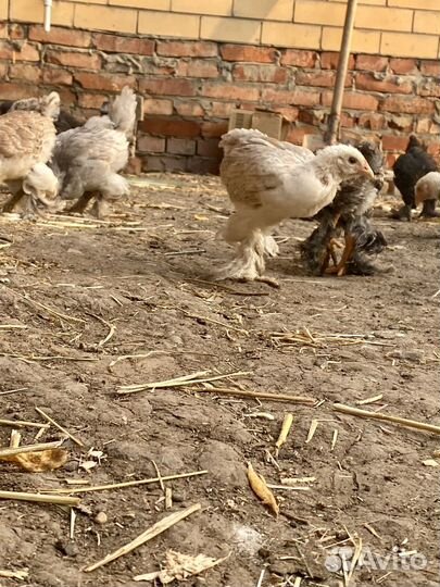 Продаются Цыплята и Курочки