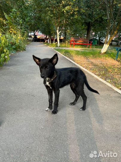 Малышка в поиске дома