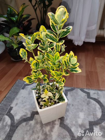 Бересклет японский