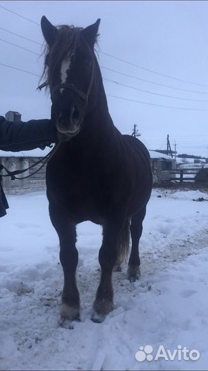 Лошади жеребец