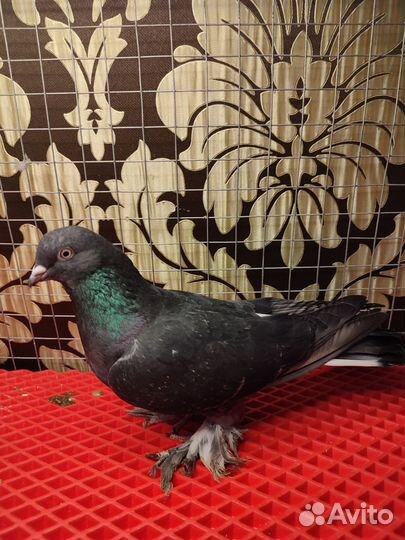 Бойные голуби