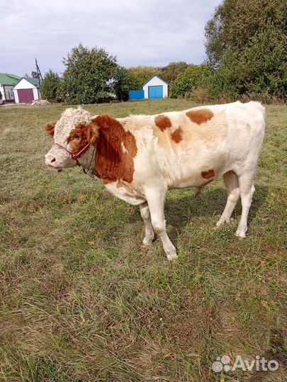 Телка и бык