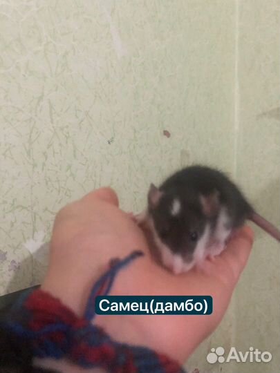 Крысята Дамбо