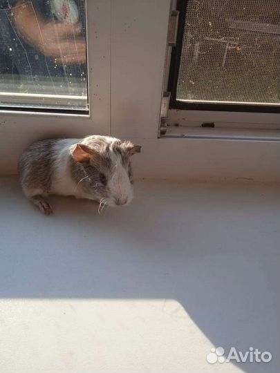 Морские свинки