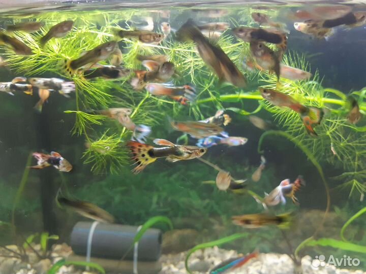 Аквариумные рыбки и растения